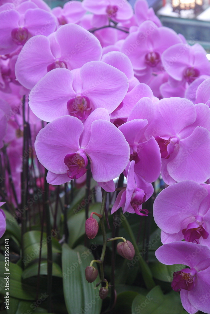 Fototapeta premium closeup beautiful blooming light purple orchid flowers cluster with magenta center in the greenhouse 