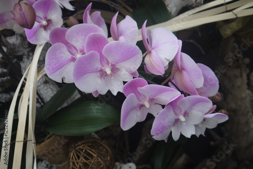 closeup beautiful blooming pink orchid flowers cluster with unique graceful pattern