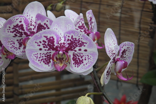 closeup unique colorful blooming white-pink orchid flowers cluster with purple pink spots