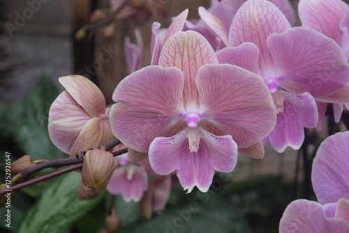 closeup beautiful blooming pink orchid flowers cluster with white edge and clear purple vein
