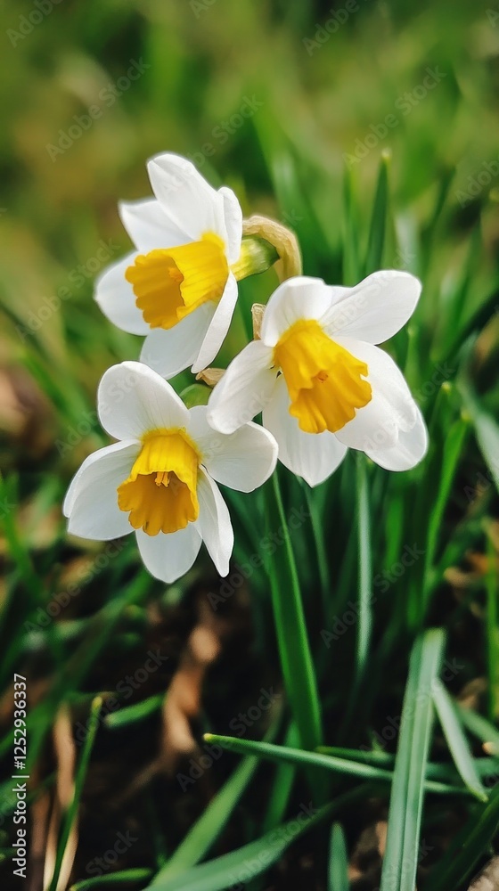 White daffodils blooming in spring garden White daffodils blooming in spring garden