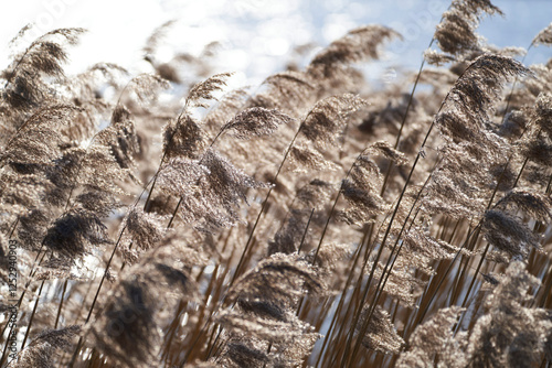 Schilf im Winterwind