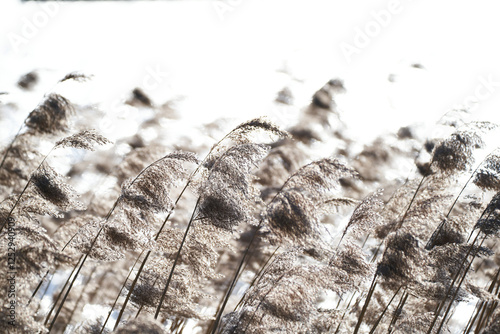 Schilf im Winterwind