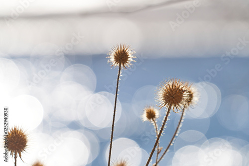 Distel am Fluss