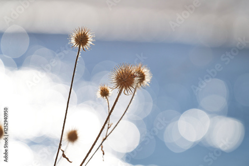Distel am Fluss