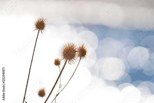 Distel am Fluss