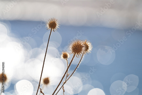 Distel am Fluss