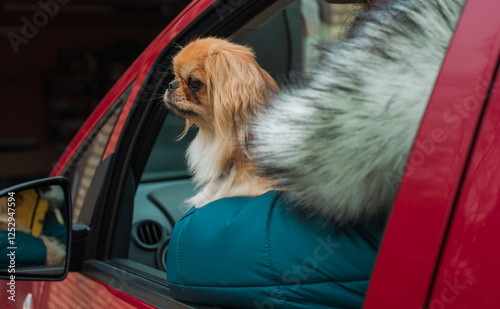 Little Beautiful red light doggo Pekingese breed. Lifestyle of domestic animals photo