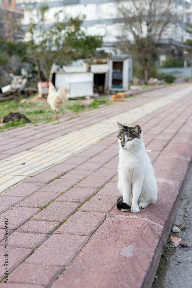 Cat sitting calmly on a ledge with a blurred background in a suburban area Cat sitting calmly on a ledge with a blurred background in a suburban area