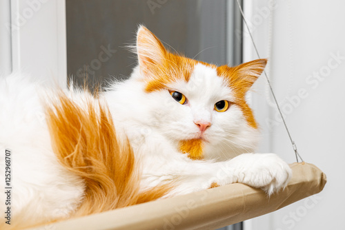 cute cat lies in a hanging bed. white cat with red spots. domestic cat lies in a bed. shaggy cat