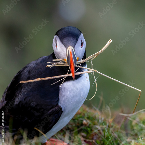 atlantic puffin bird at Sumburgh Head Shetland photo