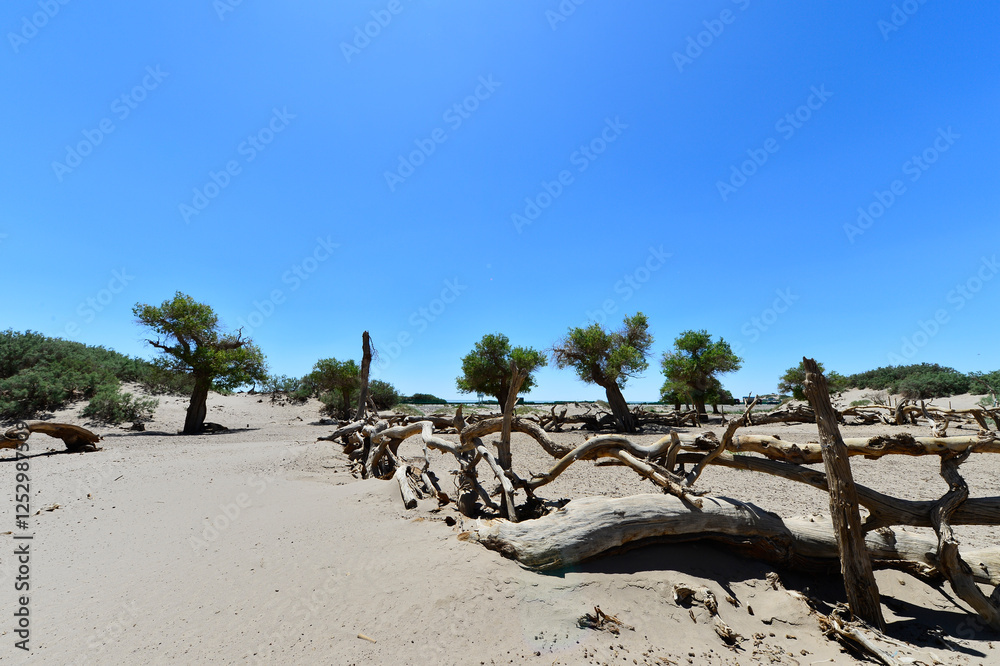 Populus euphratica trees in the desert Populus euphratica trees in the desert