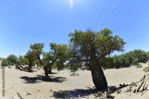 Populus euphratica trees in the desert photo