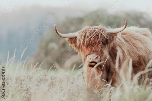 Highland Cattle in the Dutch Coastal Area