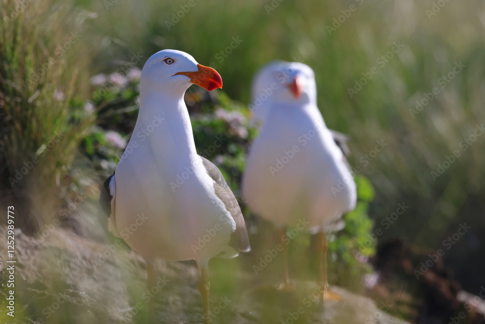 Obraz premium pacific gull