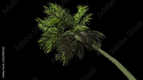 Palm tree in the wind in black background