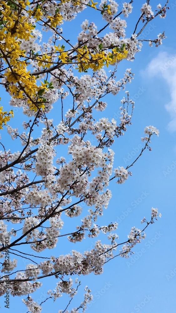 Cherry blossoms and forsythia in the park in spring, South Korea. Cherry blossoms and forsythia in the park in spring, South Korea.