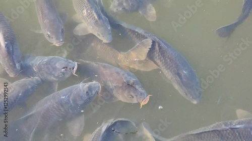 slowly swimming Big common carps in a pond with green water. Freshwater habitat. 