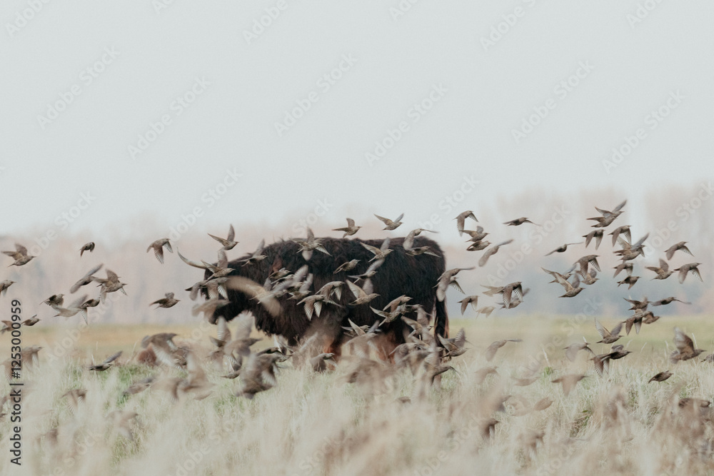 Obraz premium Scottish Highland Cows in the Dutch Dunes