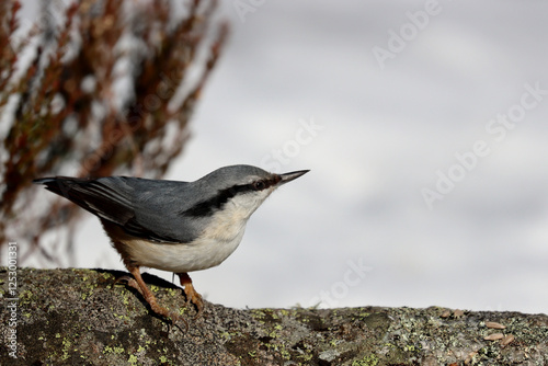 Fototapeta kuchenna Eurasian nuthatch