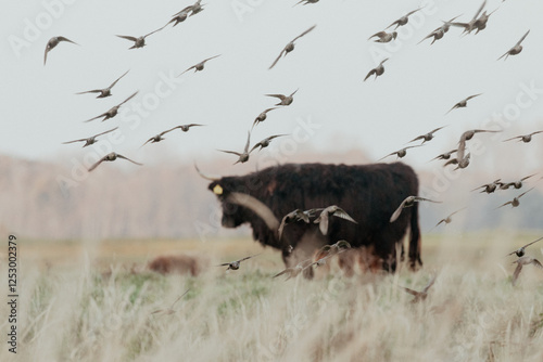 Scottish Highland Cows in the Dutch Dunes photo