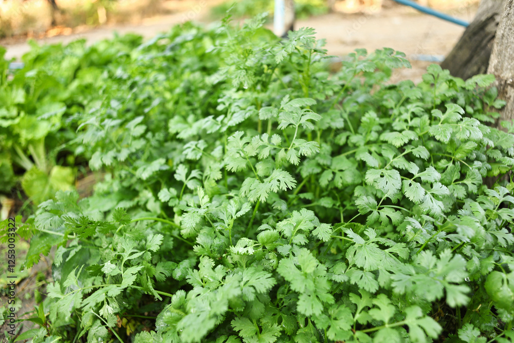 Coriander plants in a coriander field Coriander plants in a coriander field