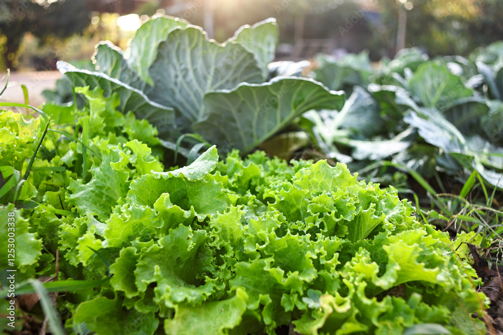 Naklejka premium lettuce growing in the garden