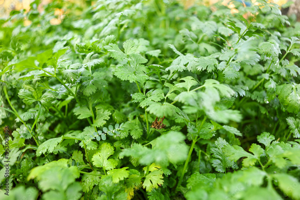 Coriander plants in a coriander field Coriander plants in a coriander field