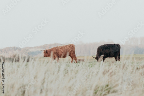 Scottish Highland Cows in the Dutch Dunes photo