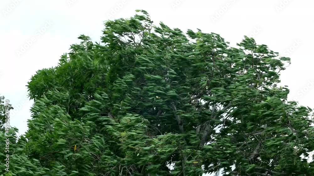 Trees sway in the strong wind