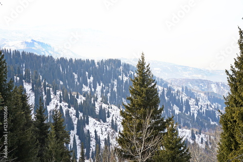 Kok Zhailau tract. Mountainous area with different vegetation. photo