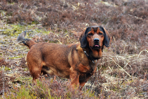 Alpine Dachsbracke photo