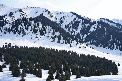 Kok Zhailau tract. Mountainous area with different vegetation. photo