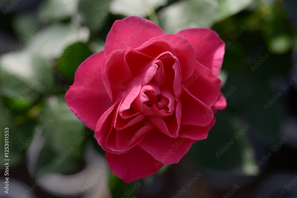 Fototapeta premium バラの花
