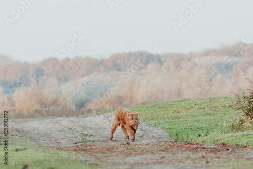 Scottish Highland Cows in the Dutch Dunes photo