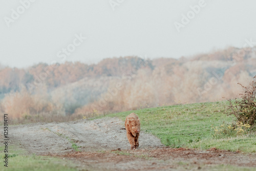 Scottish Highland Cows in the Dutch Dunes photo