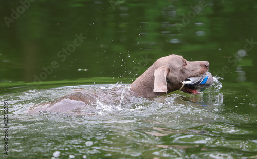 Weimaraner hunting dog with a retrieving dummy in his mouth is swimming in the water with green vegetation. photo