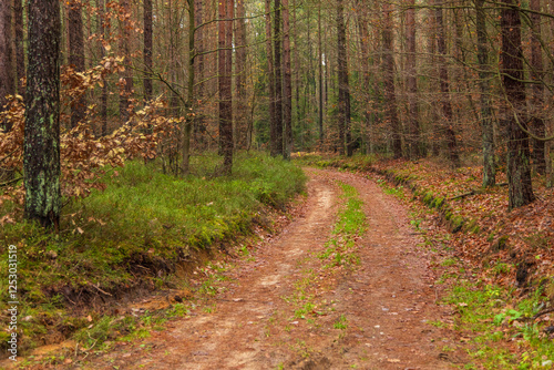 Forest path in autumn colors in the Kashubian, Poland photo