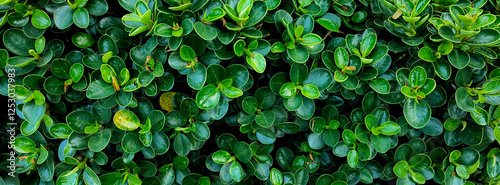 close-up leaves natural green background