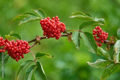 Roter Holunder (Sambucus racemosa)	 photo