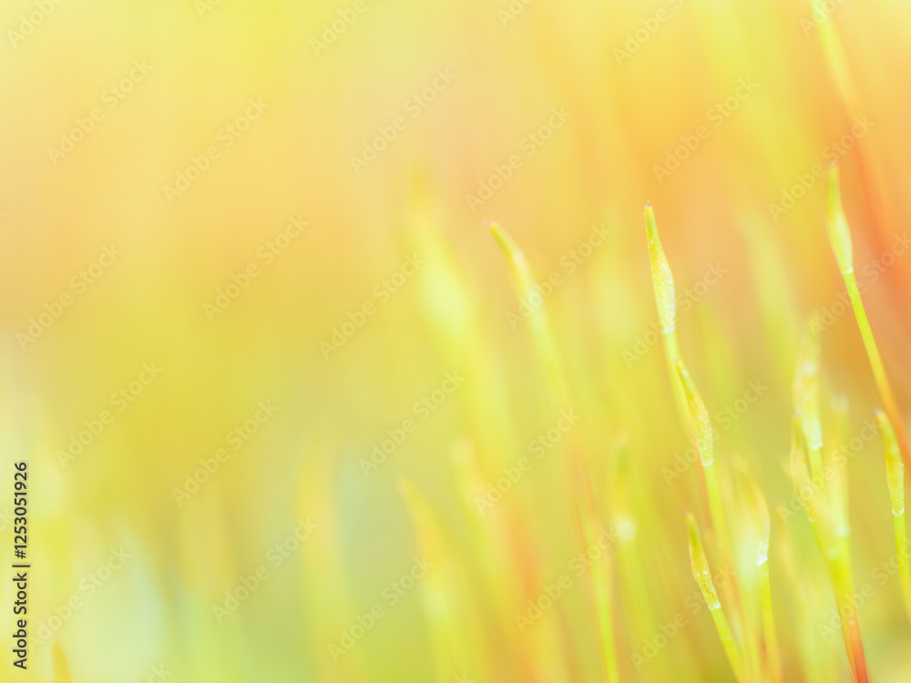 苔の芽のクローズアップ04 苔の芽のクローズアップ04