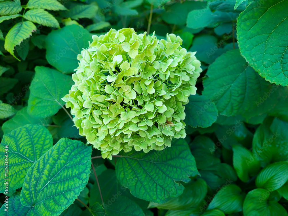A large blooming green hydrangea flower on the background of its green leaves in the park A large blooming green hydrangea flower on the background of its green leaves in the park