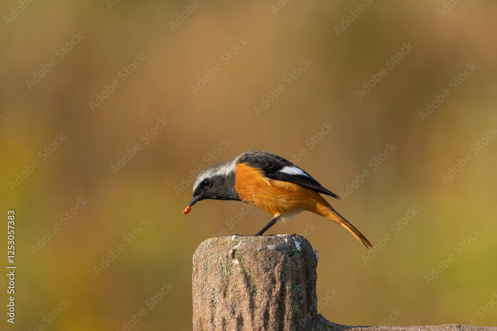 Male Daurian Redstart perching on the artificial tree branch railing