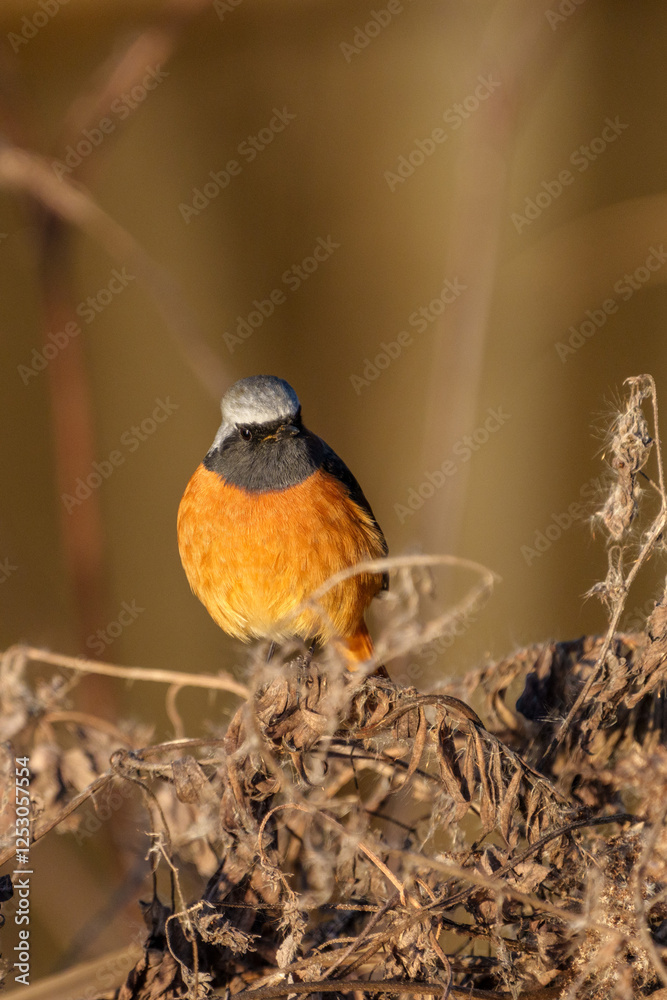 Male Daurian Redstart perching on the tree branch