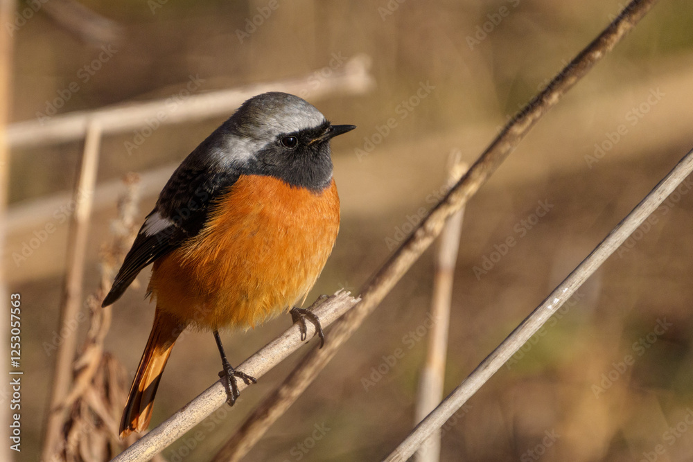 Male Daurian Redstart perching on the tree branch