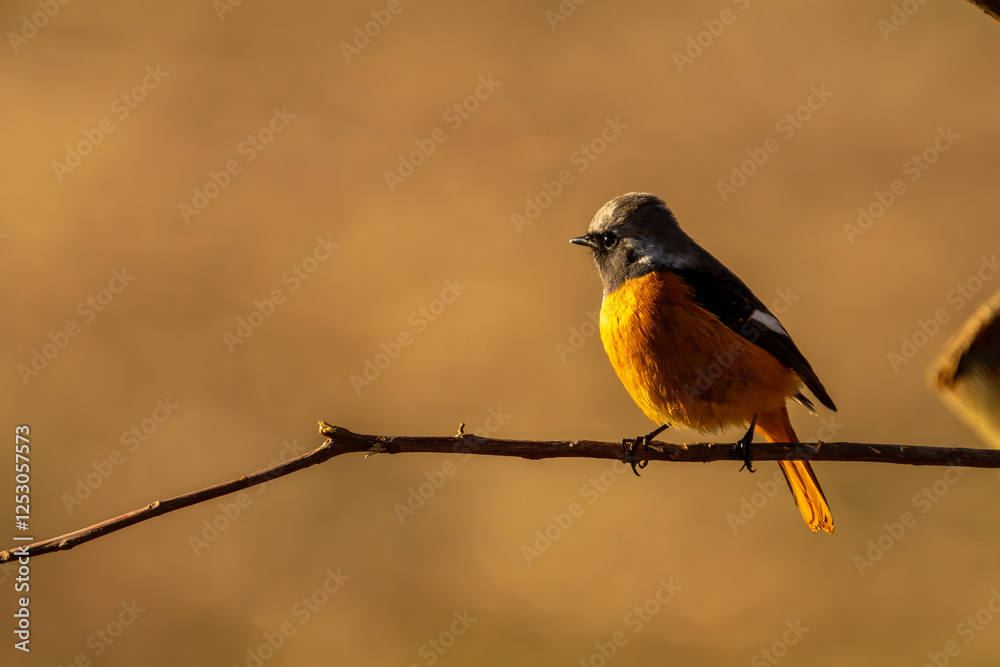 Male Daurian Redstart perching on the tree branch