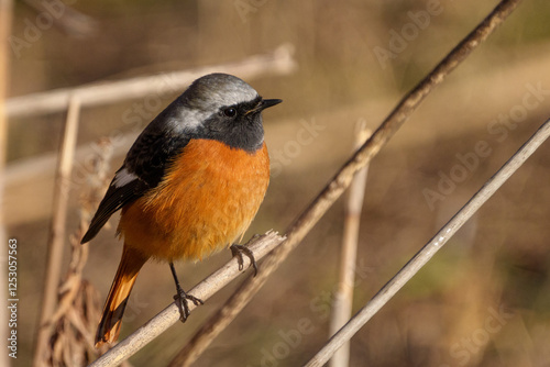 Obraz na płótnie Male Daurian Redstart perching on the tree branch w salonie