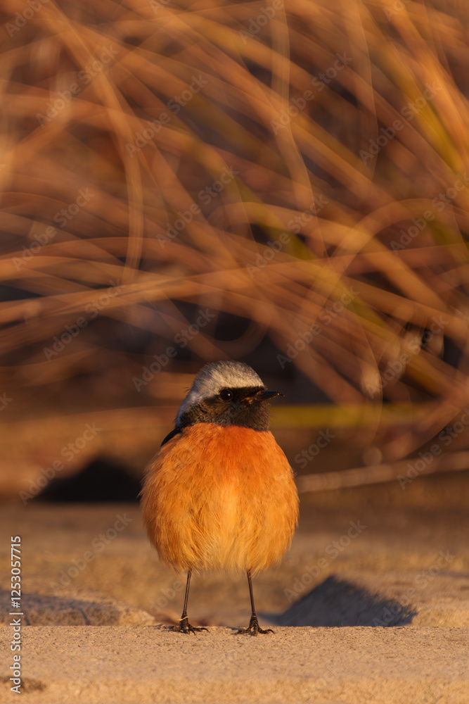 Male Daurian Redstart standing facing the front