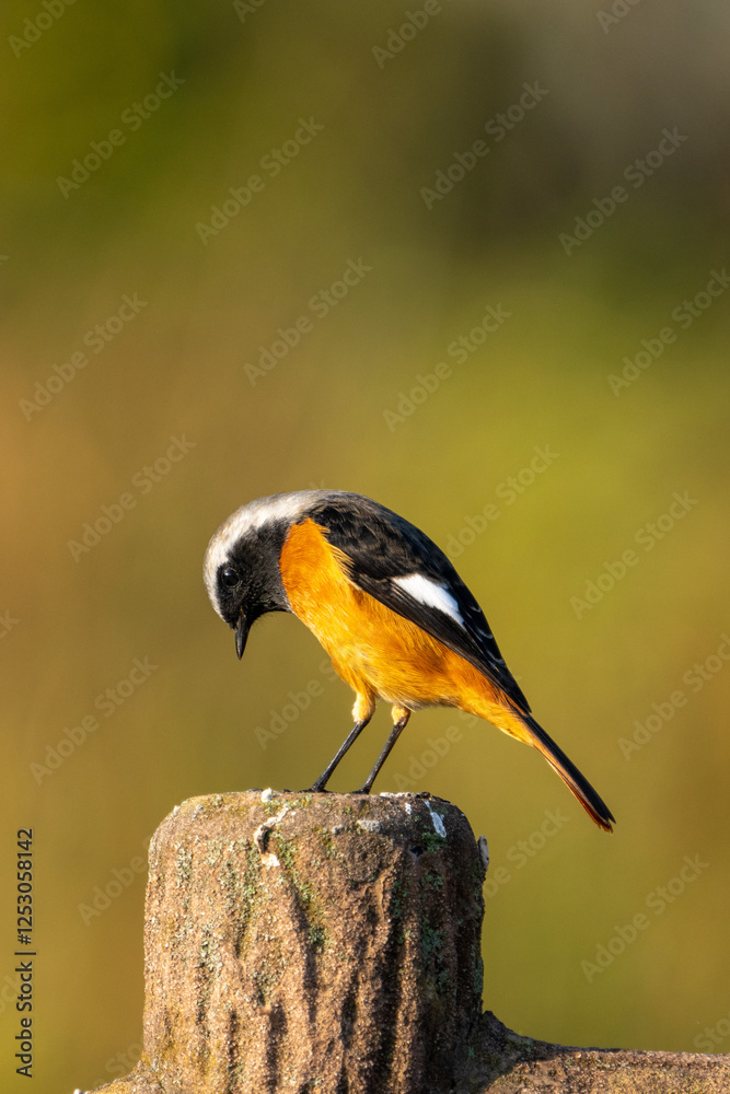 Male Daurian Redstart on green background
