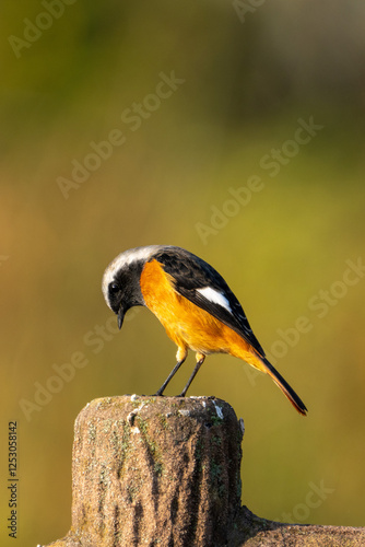 Obraz na płótnie Male Daurian Redstart on green background w salonie